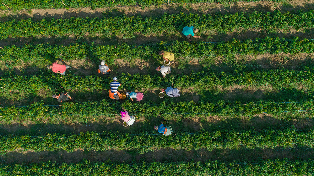 Making Farm How Can Businesses Learn to Scale Resilient Agriculture? Take Them to ...